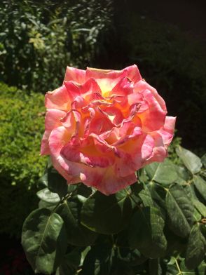 blühende Rose